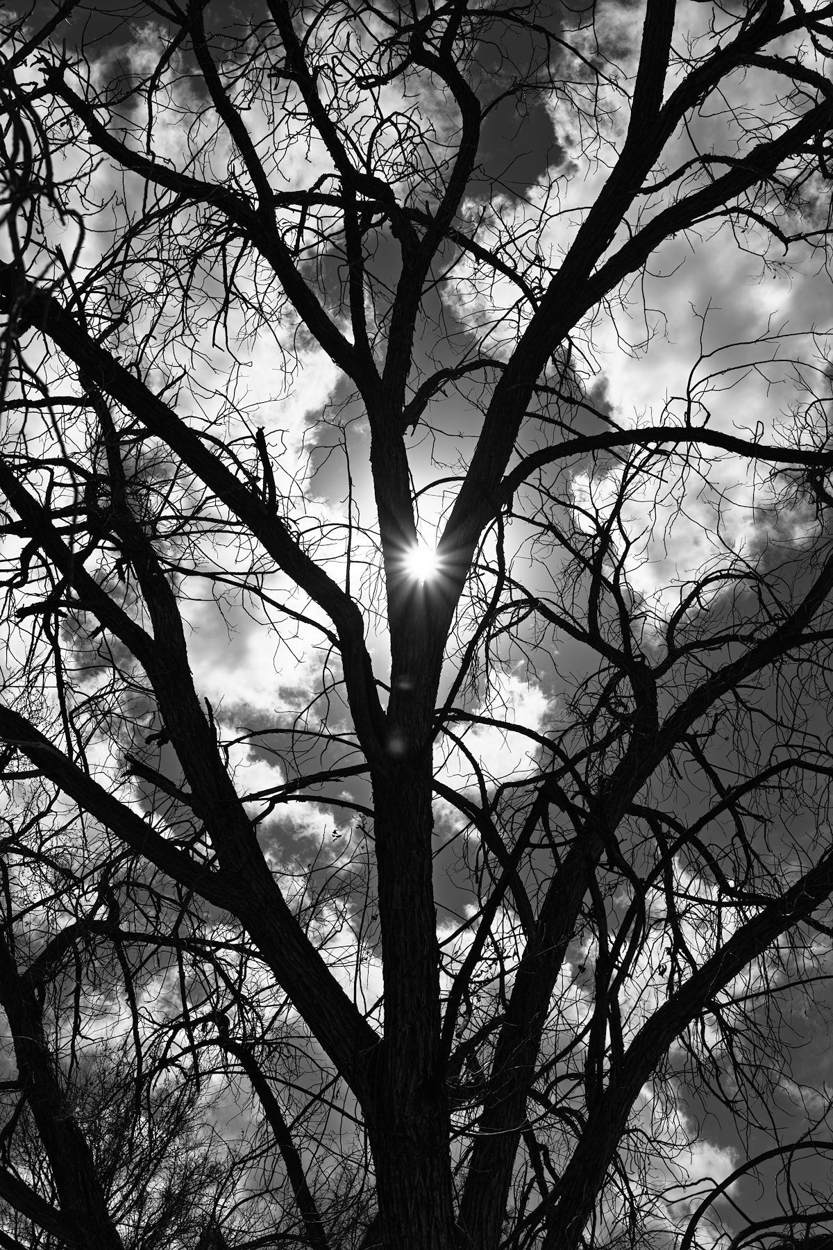 2025 March Branching