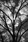 2025 March Branching