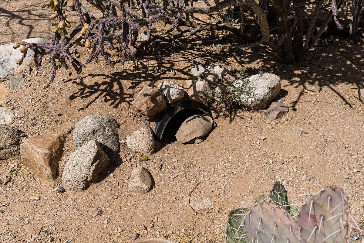 2025 March Desert Tortoise in Colossal Cave Mountain Park