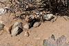 2025 March Desert Tortoise in Colossal Cave Mountain Park