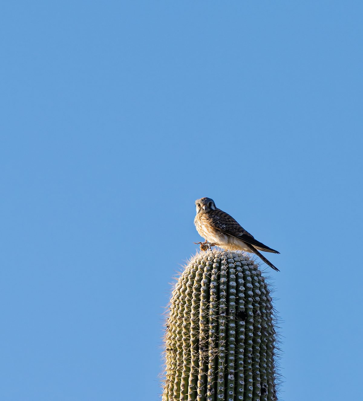 2025 March Kestrel with Lizard