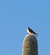 2025 March Kestrel with Lizard