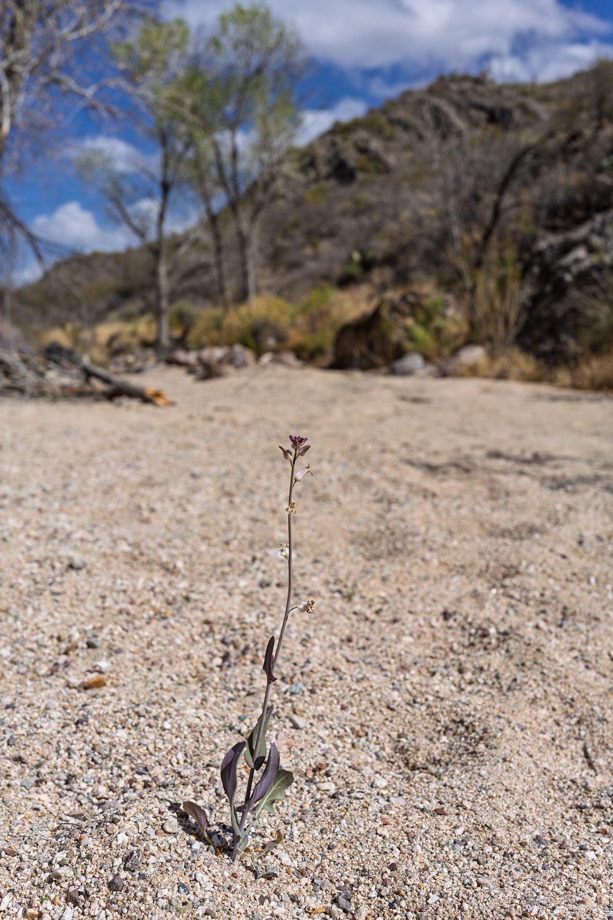 2025 March Lyreleaf Jewelflower