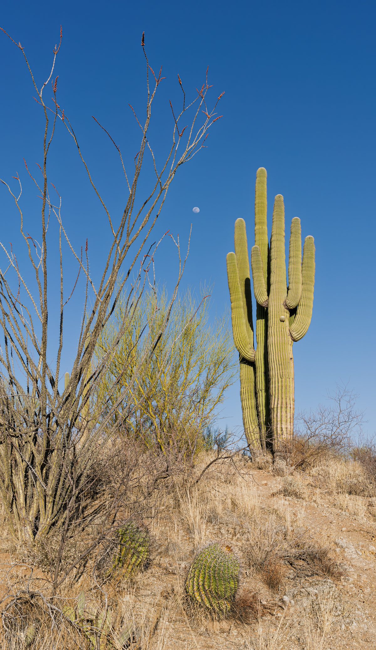 2025 March Ocotillo, Saguaro, Moon