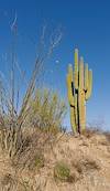 2025 March Ocotillo, Saguaro, Moon
