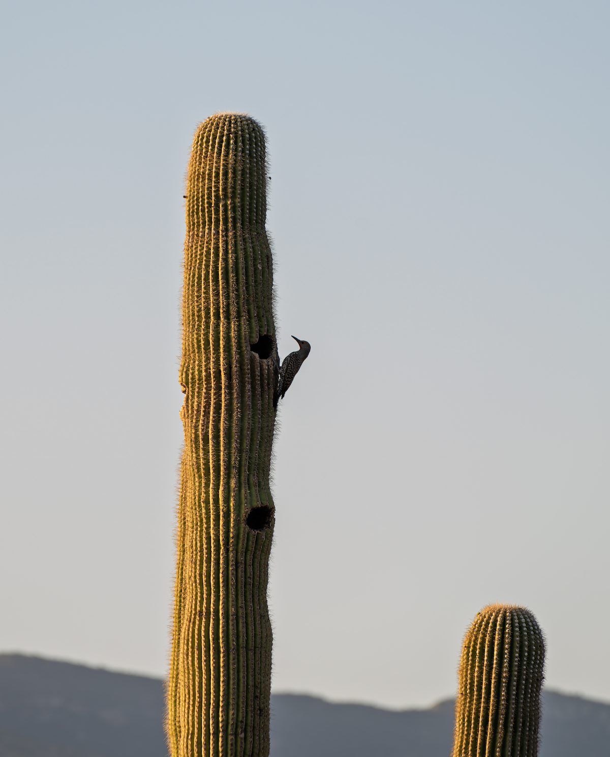 2025 May Gila Woodpecker