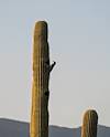 2025 May Gila Woodpecker