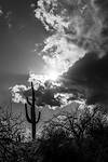 2025 May Sun and Saguaro