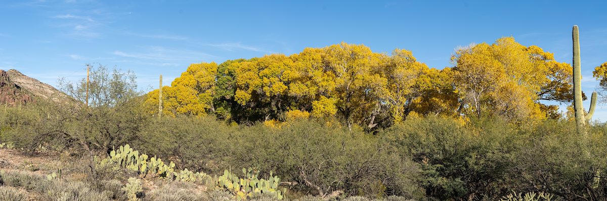 2025 November Fall Color in Colossal Cave Mountain Park
