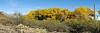 2025 November Fall Color in Colossal Cave Mountain Park