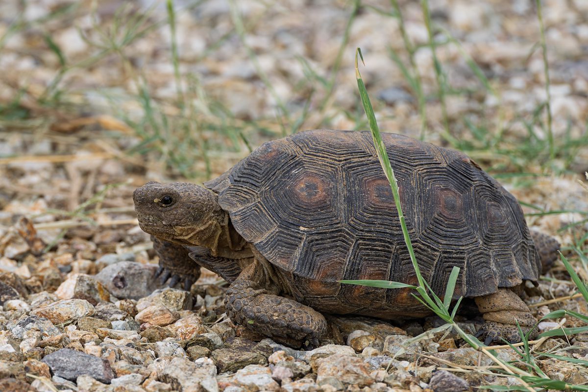 2025 October Desert Tortoise