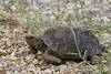 2025 October Desert Tortoise
