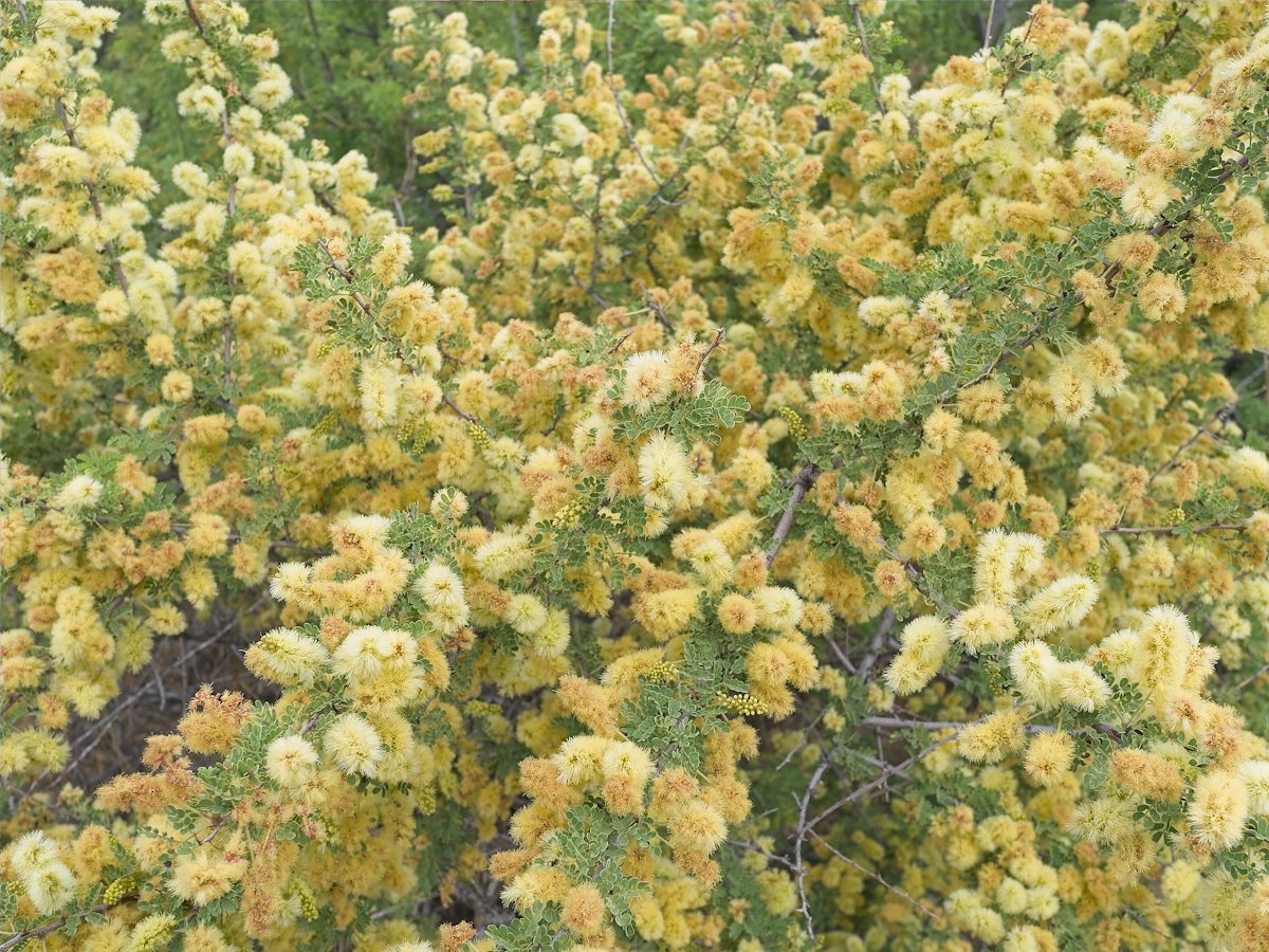 2026 April Acacia Colors