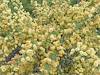 2026 April Acacia Colors