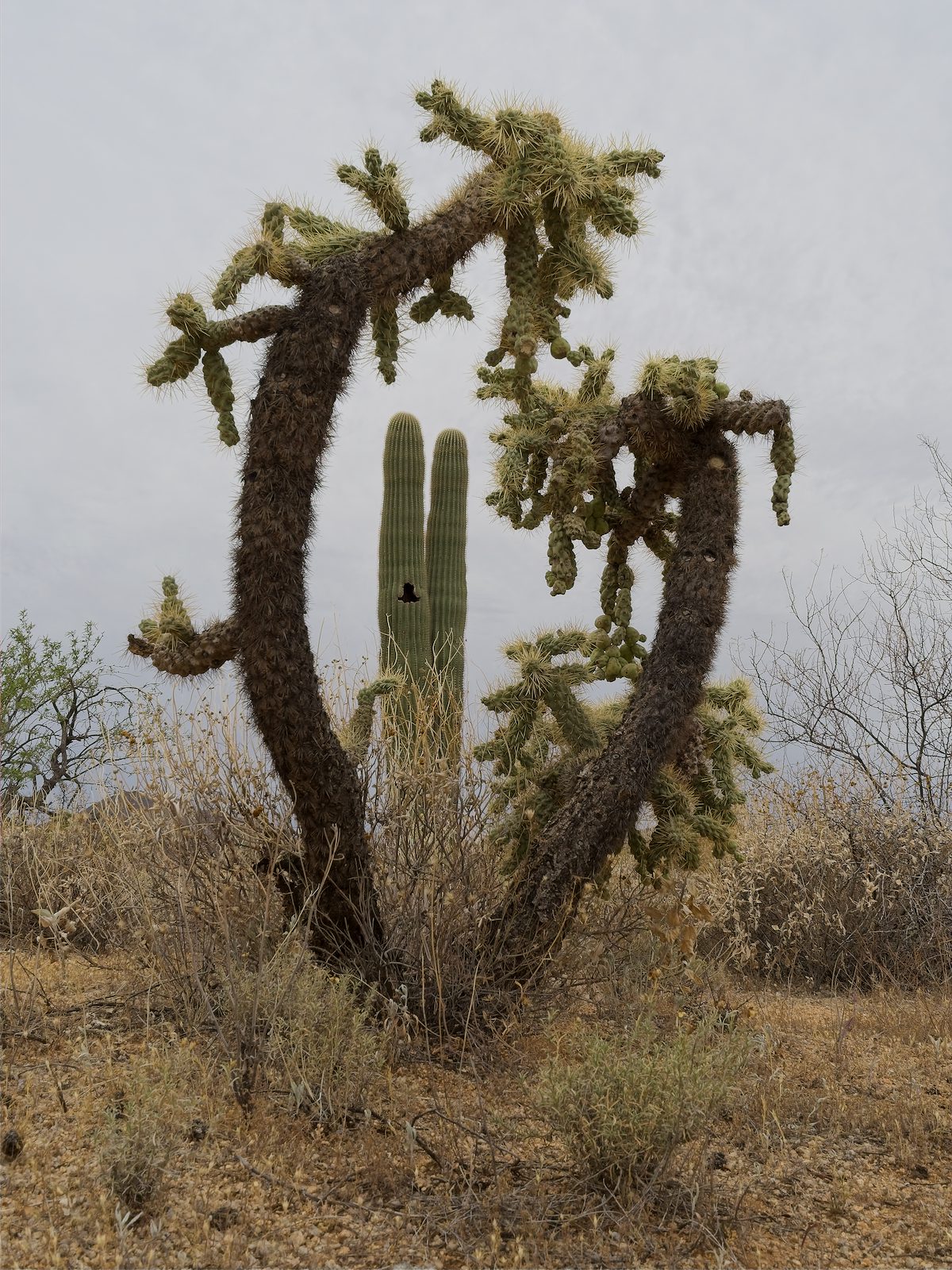 2026 April Cholla and Saguaro