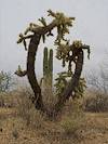 2026 April Cholla and Saguaro