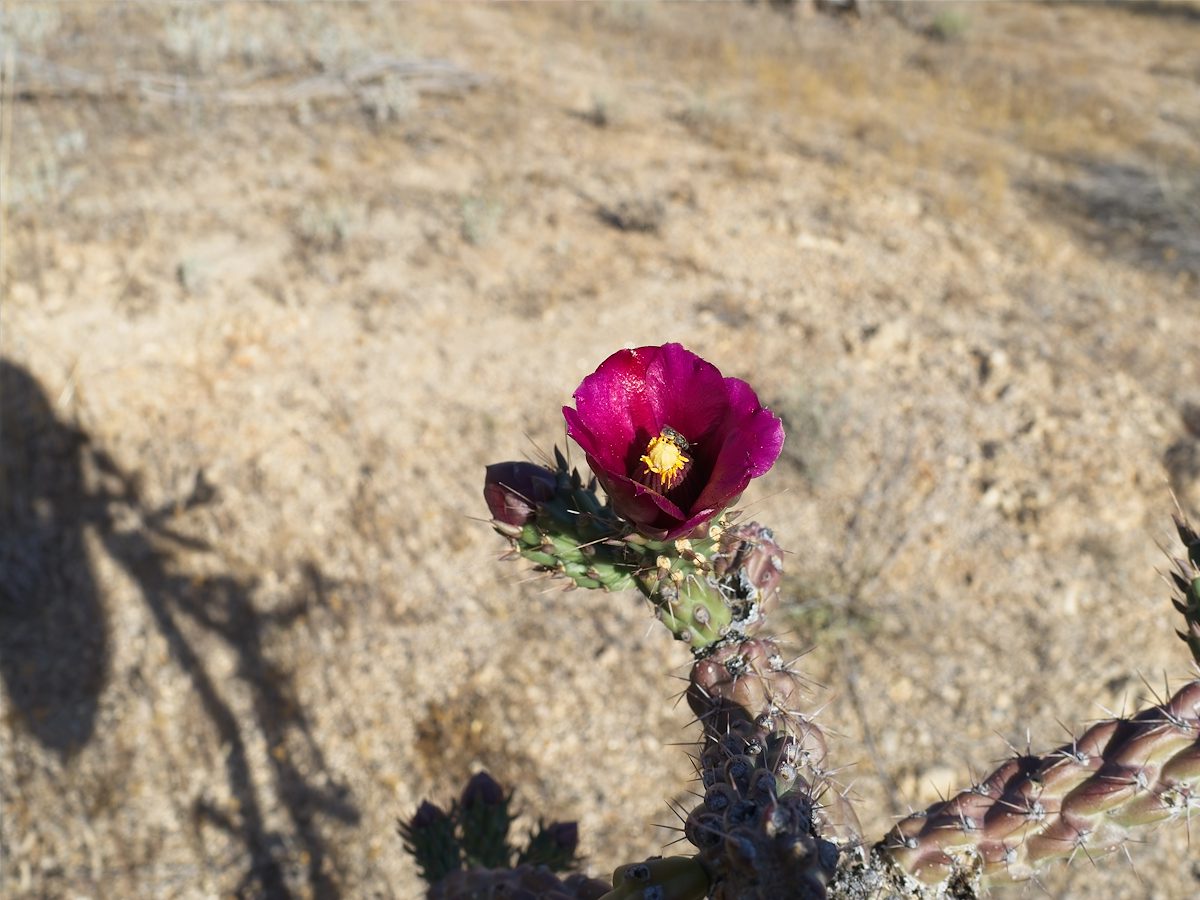 2026 April Cholla Flower