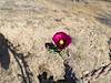 2026 April Cholla Flower