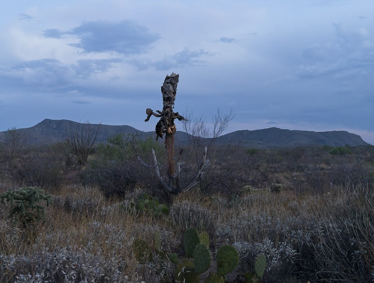 2026 April Desert Scarecrow