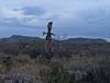 2026 April Desert Scarecrow