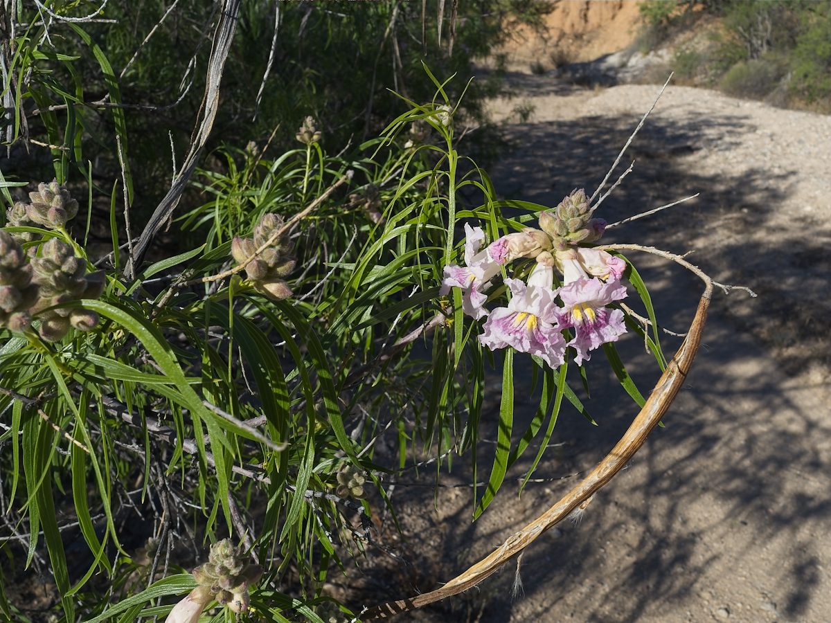 2026 April Desert Willow Flowers 01