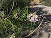 2026 April Desert Willow Flowers 01