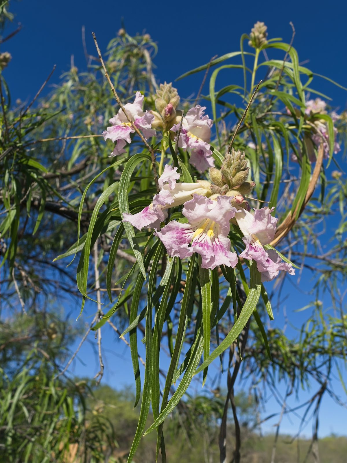 2026 April Desert Willow Flowers 02