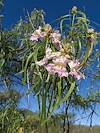 2026 April Desert Willow Flowers 02