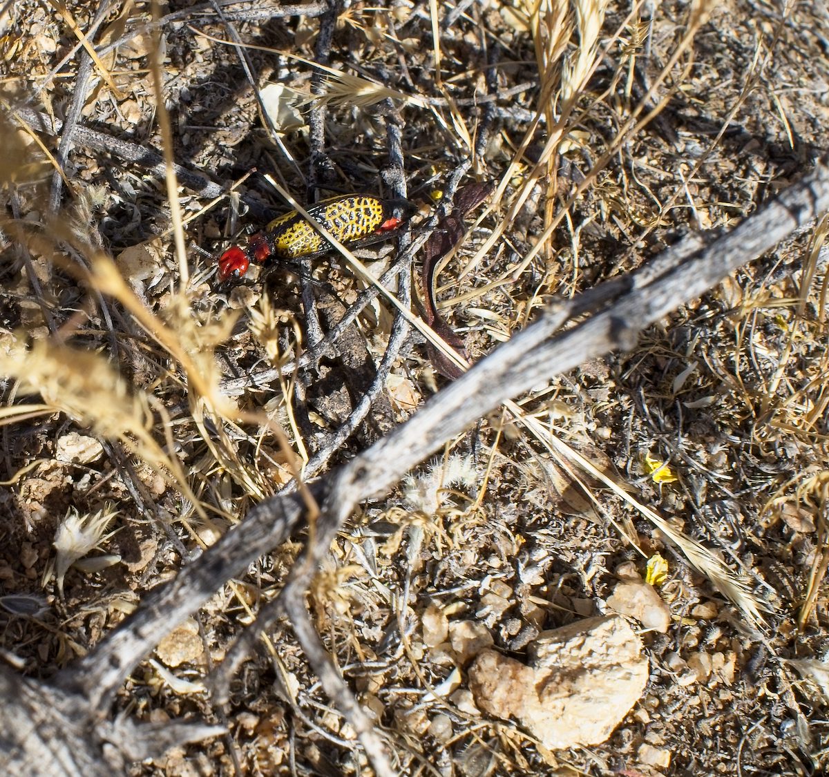 2026 April First Iron Cross Blister Beetle Sighting of 2026