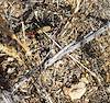 2026 April First Iron Cross Blister Beetle Sighting of 2026