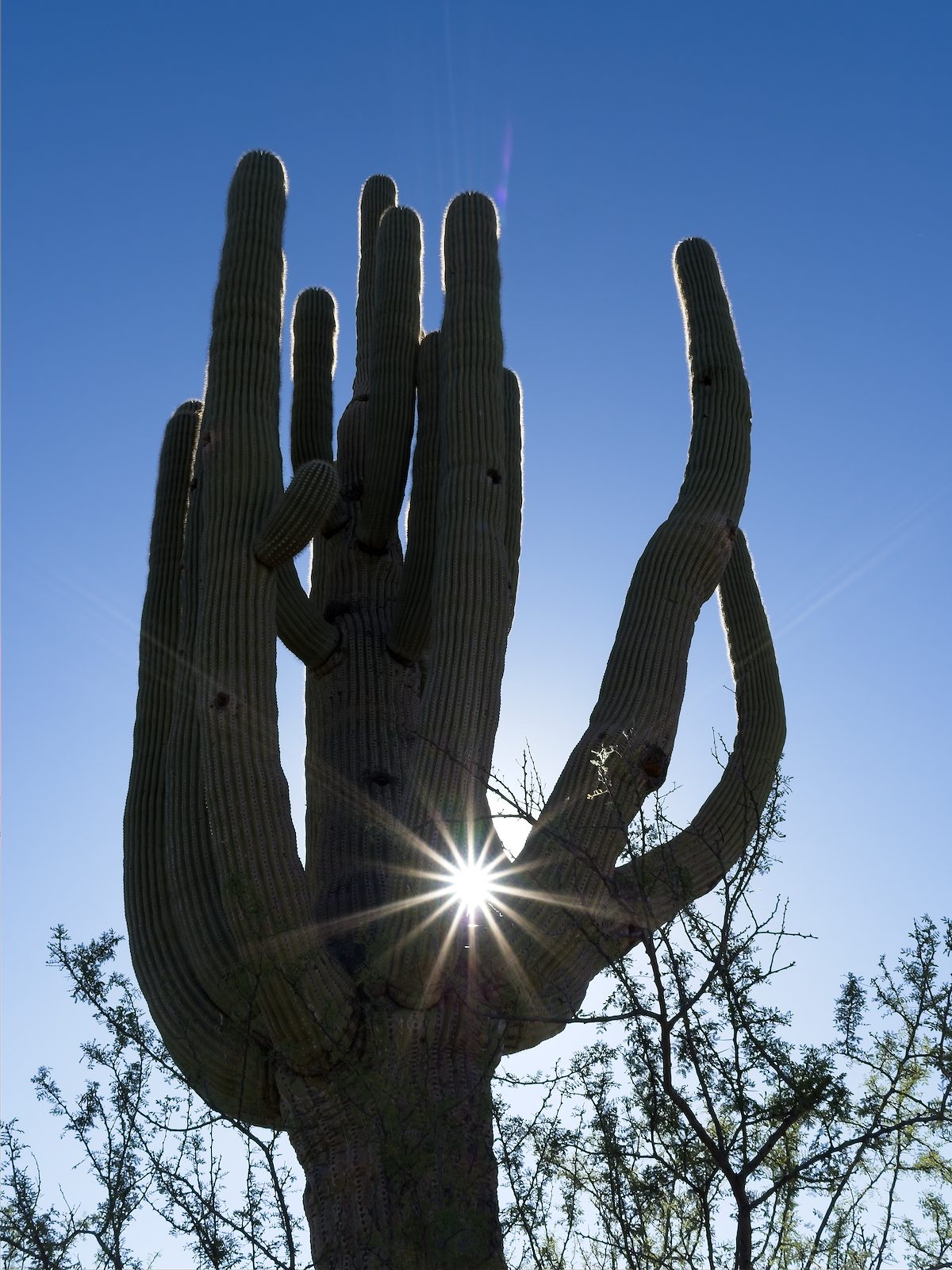 2026 April Giant Holding the Sun
