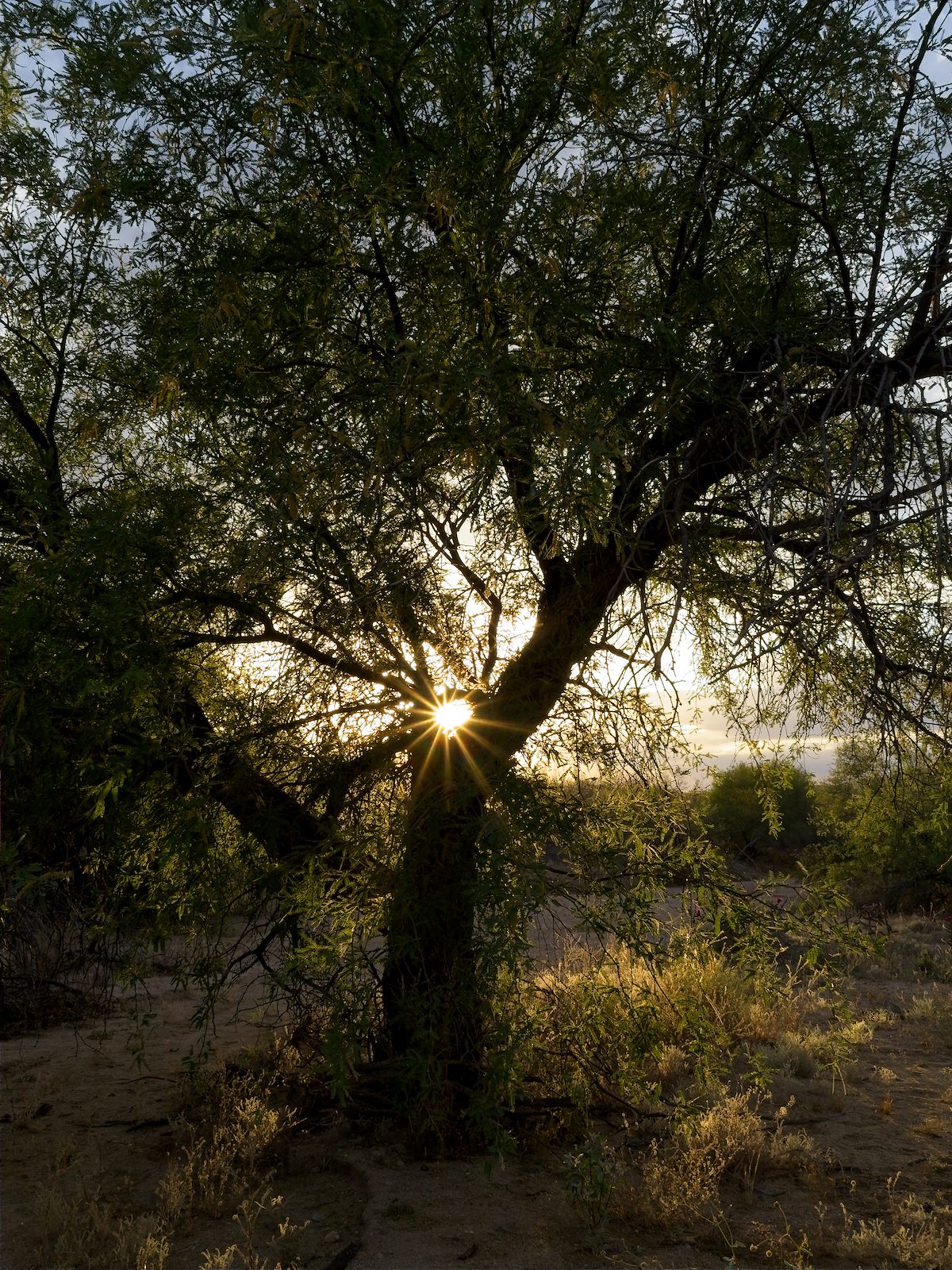 2026 April Mesquite