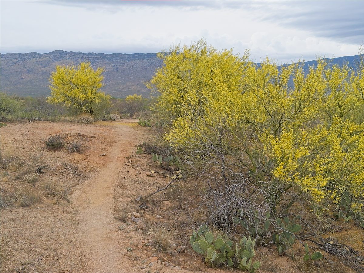 2026 April Palo Verde Yellow on the Arizona Trail