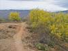 2026 April Palo Verde Yellow on the Arizona Trail