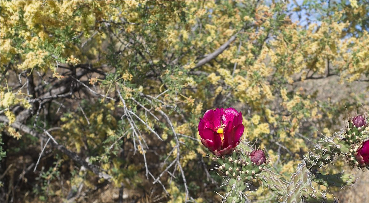 2026 April Red Cholla Flower