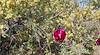 2026 April Red Cholla Flower