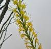 2026 January Shin Dagger Flowers