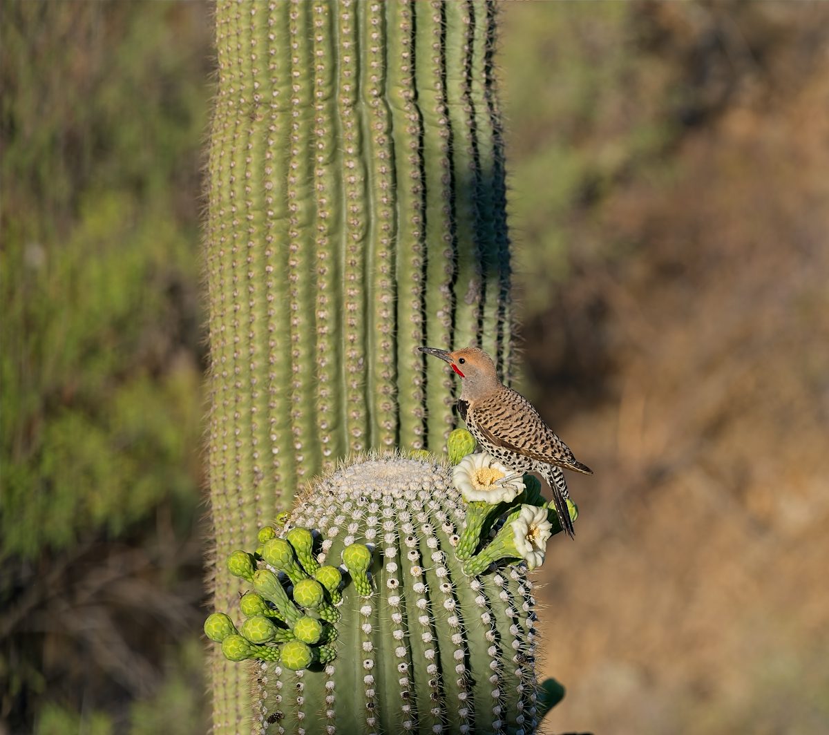 2026 June Gilded Flicker and Saguaro Flowers