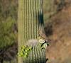 2026 June Gilded Flicker and Saguaro Flowers