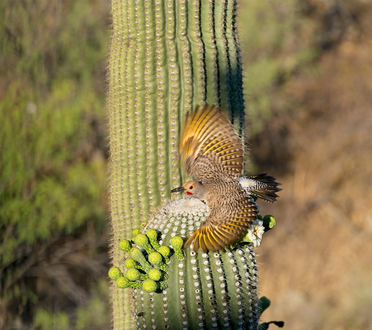 2026 June Gilded Flicker taking Flight from a Saguaro