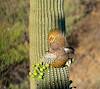 2026 June Gilded Flicker taking Flight from a Saguaro