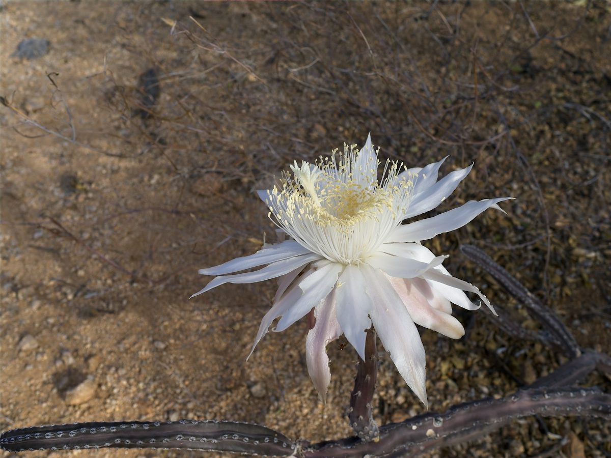 2026 June Queen of the Night 03