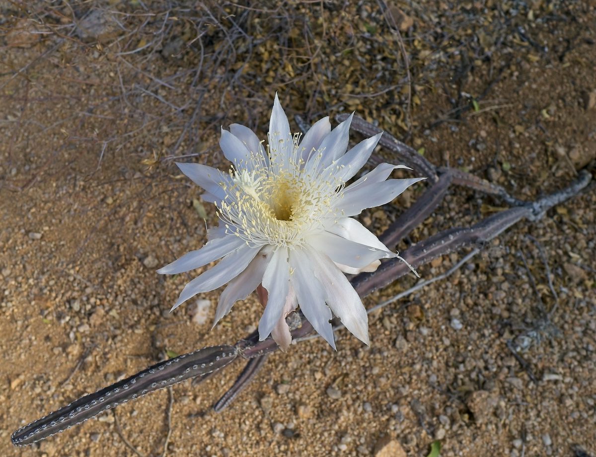 2026 June Queen of the Night 04