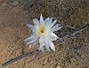 2026 June Queen of the Night 04