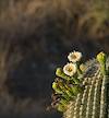 2026 June Saguaro Flowers 01
