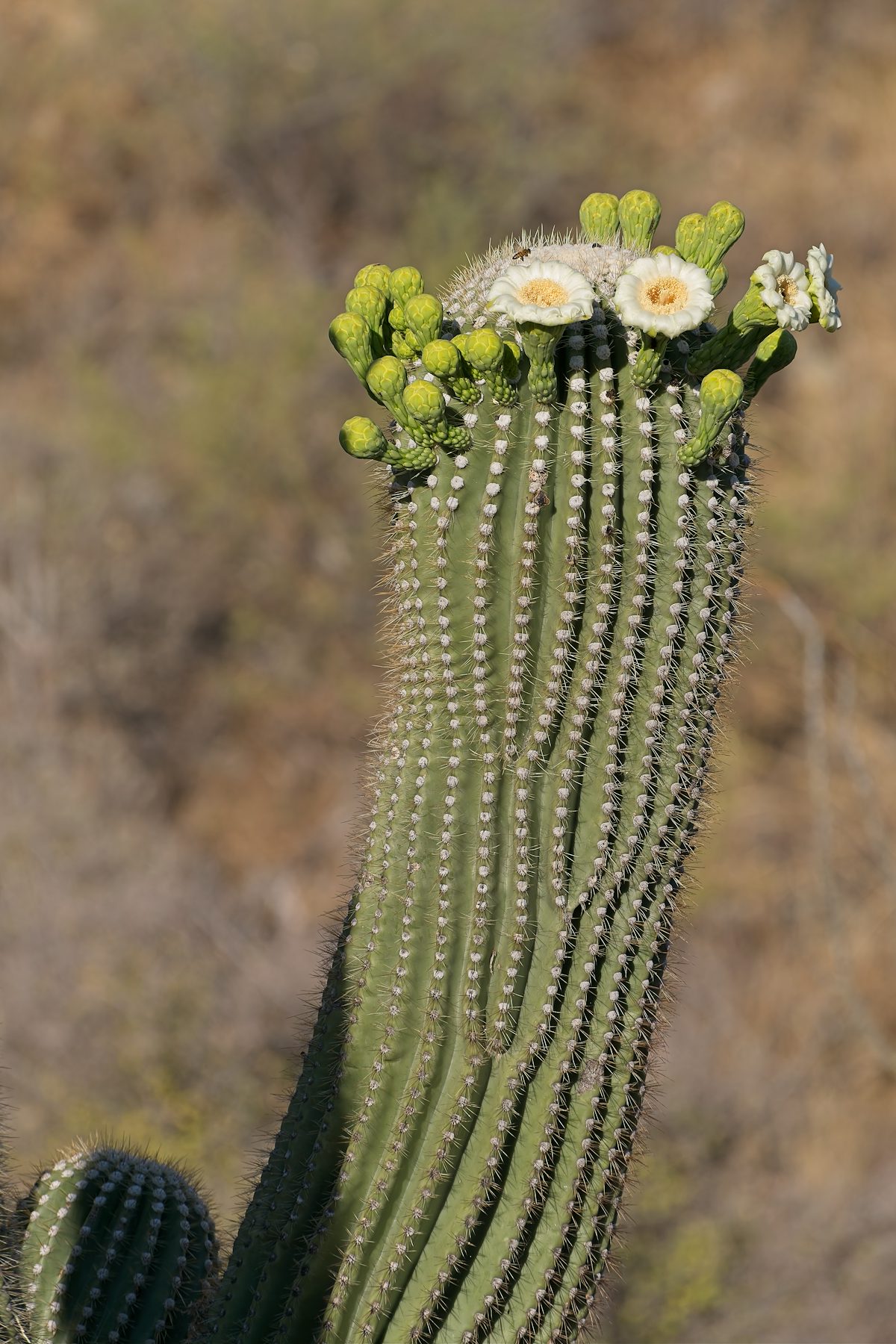 2026 June Saguaro Flowers 02