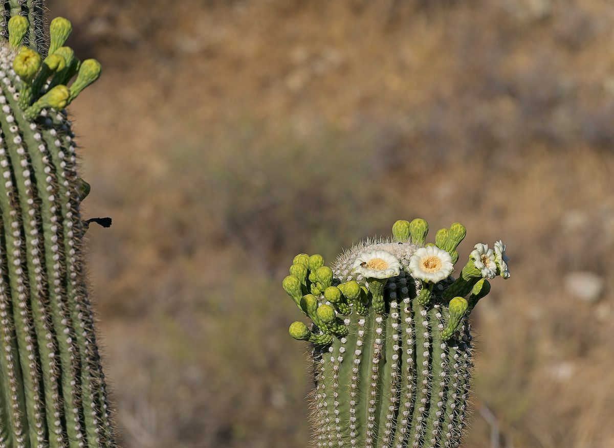 2026 June Saguaro Flowers 03