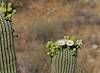2026 June Saguaro Flowers 03