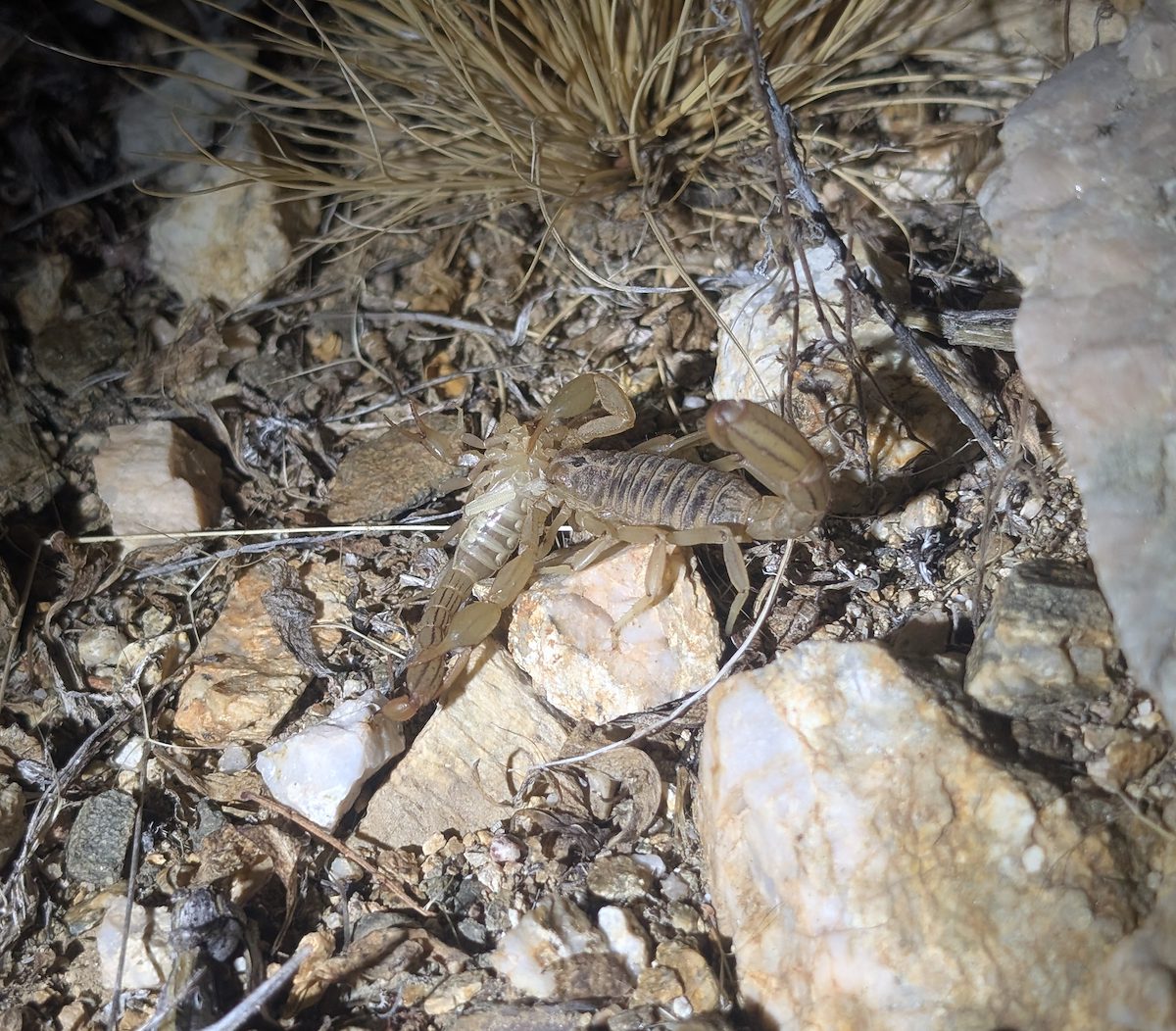2026 June Scorpion vs Scorpion