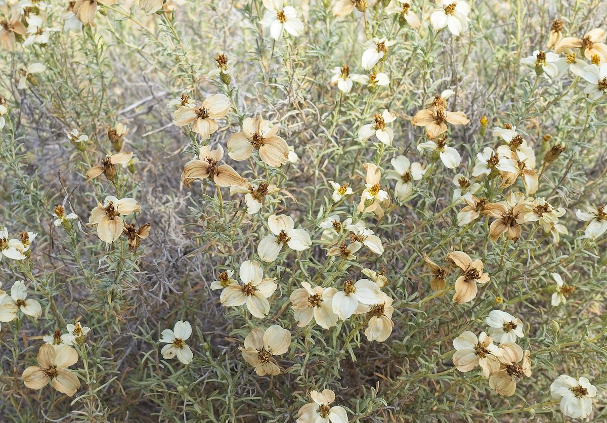2026 March Fading Desert Zinnia